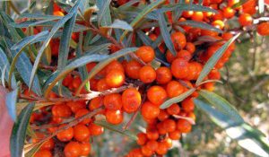 Lahaul Sea Buckthorn Gets GI Tag: Set to Make a Global Mark; 2,000 Women to Benefit