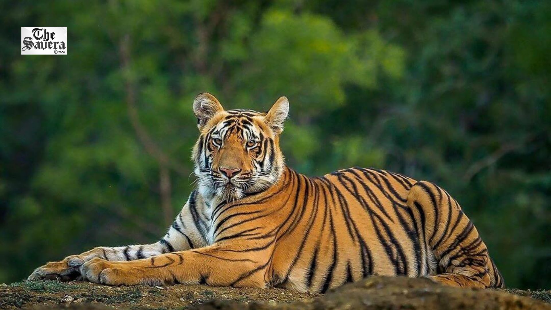 Nepal to Build First-Ever Tiger Sanctuary in Chitwan to Boost Eco-Tourism