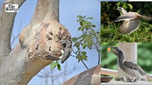 Indian Grey Hornbill Returns to Gir After 60 Years, Successfully Breeds in Forests