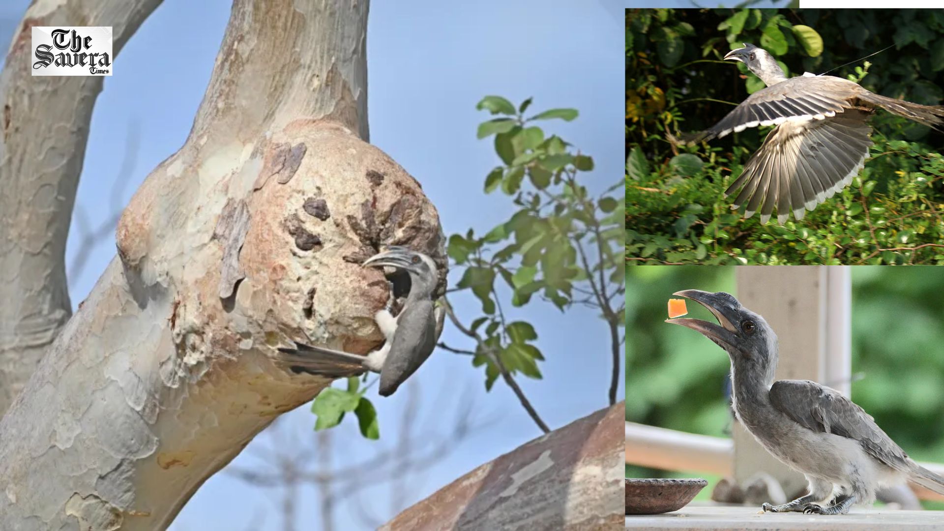 Indian Grey Hornbill Returns to Gir After 60 Years, Successfully Breeds in Forests