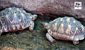 Man arrested in UP’s Kanpur with 171 protected Indian Roofed Turtles