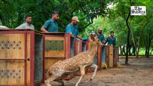Gujarat releases 50 spotted deer in Surat forests to boost biodiversity, reduce human-wildlife conflict