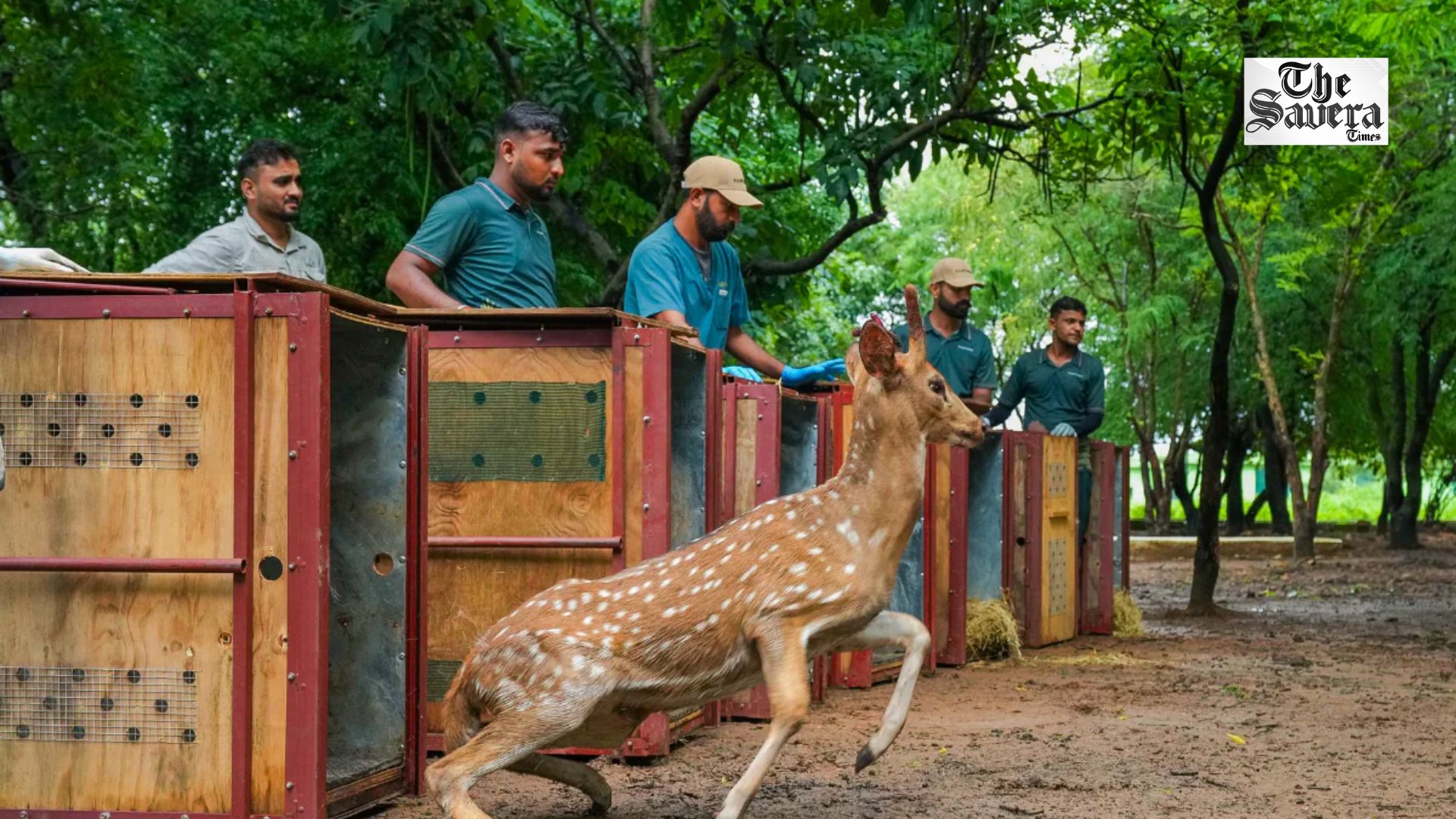 Gujarat releases 50 spotted deer in Surat forests to boost biodiversity, reduce human-wildlife conflict
