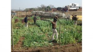 Jharkhand Police destroy illegal opium crops spread over 4,600 acres, arrest 48 in 2025-26