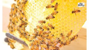 What Makes Kashmir Beekeepers Worried
