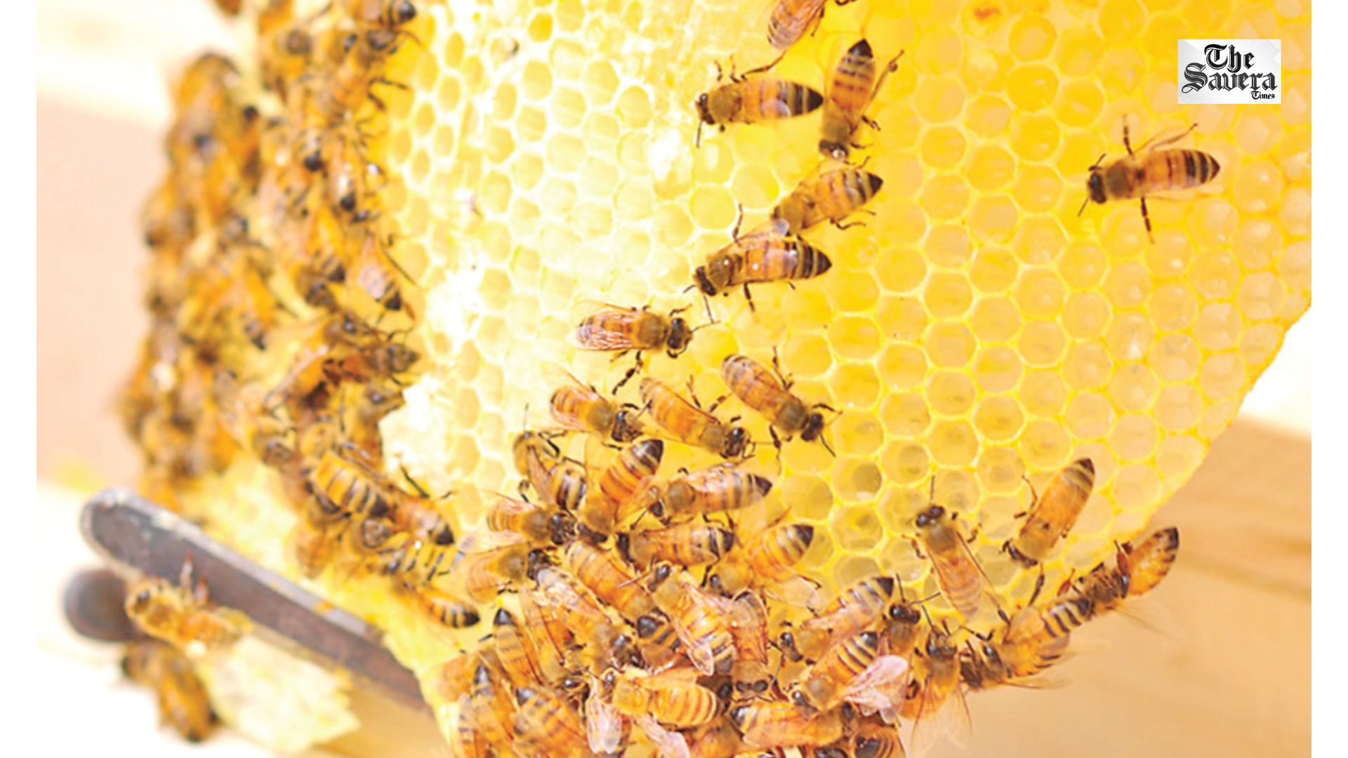 What Makes Kashmir Beekeepers Worried