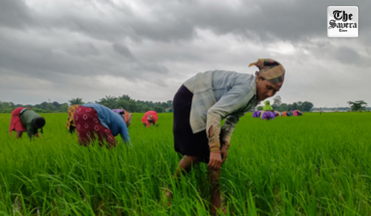 Cabinet okays continuation of PM-KISAN scheme from 2026-27 to 2030-31 with Rs 3.15 lakh crore outlay