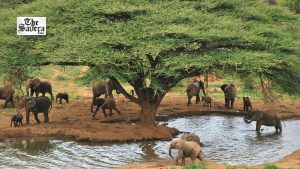 How Tiny Waterhole Helps Elephants