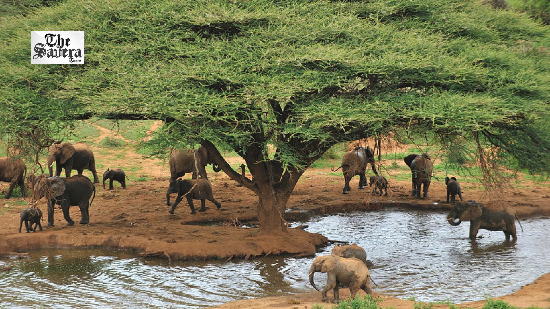 How Tiny Waterhole Helps Elephants