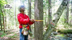 Carbon Surprises in Trees