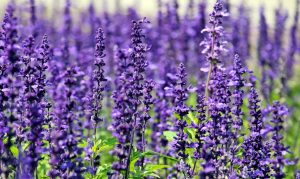 How Lavender Helps Jammu Kashmir Farmers