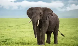 Clarion Call to Save Gentle Giants
