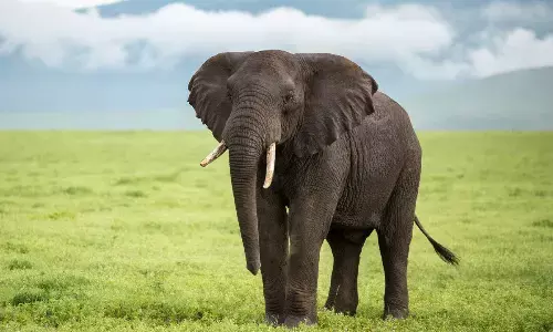 Clarion Call to Save Gentle Giants