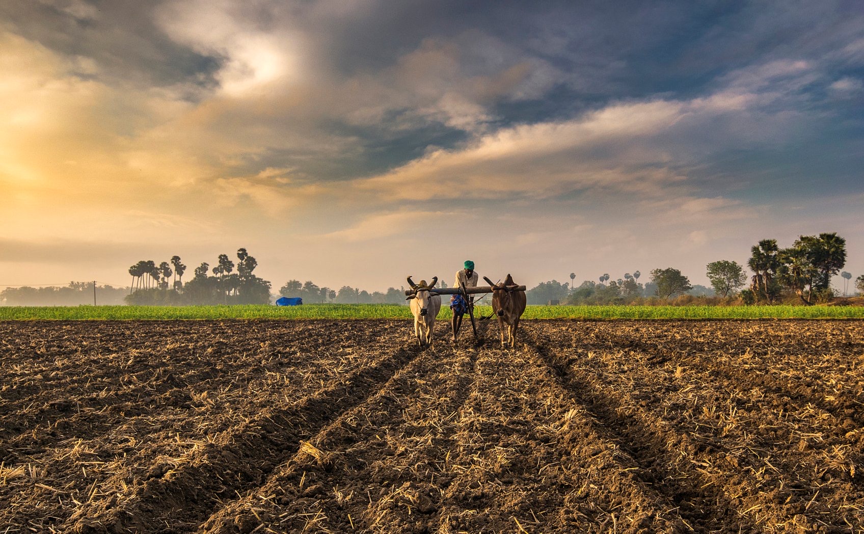 Worrying Questions Over India’s Official Agricultural Estimates