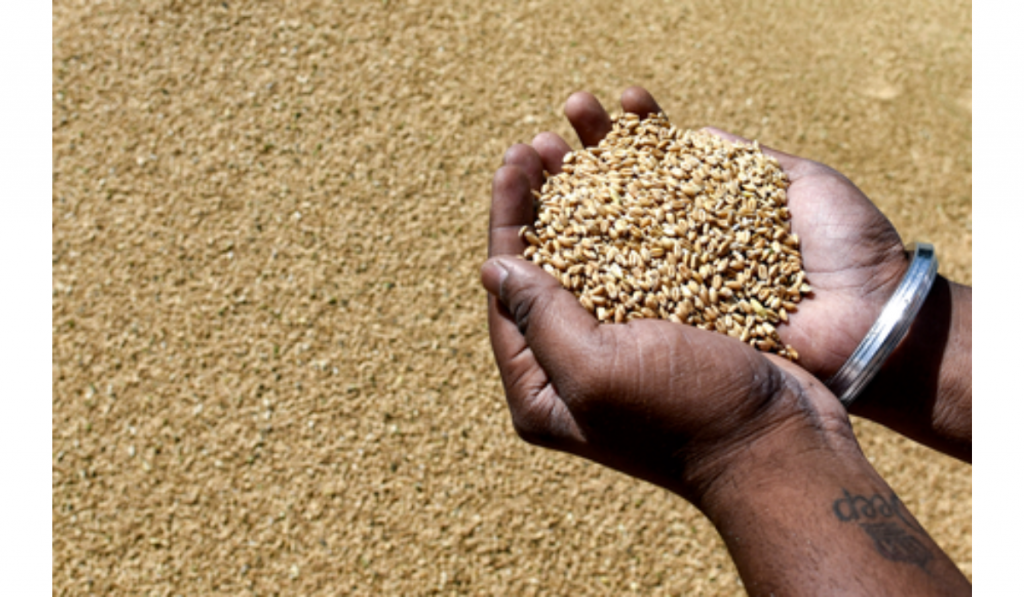 India Lifts Export Restrictions on Wheat, Atta and Maida
