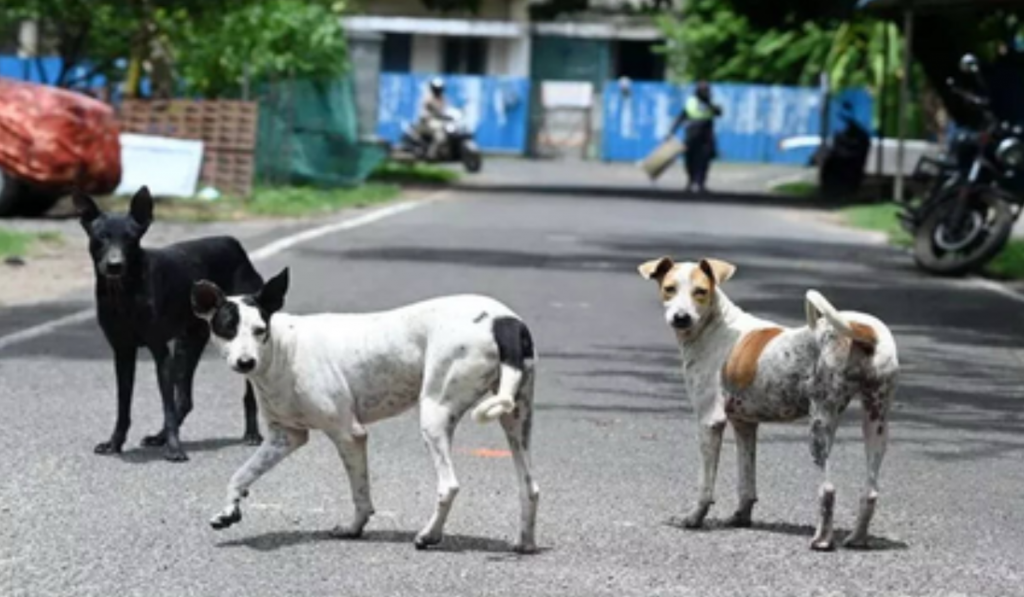 Chennai Launches Major Anti-Rabies Drive, Aims to Vaccinate Two Lakh Stray Dogs