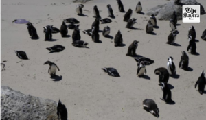 Dead penguins found on Australian island to be tested for H5N1 bird flu