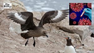 South Australia Probes Mass Tern Deaths as Suspected H5 Bird Flu Outbreak Raises Alarm