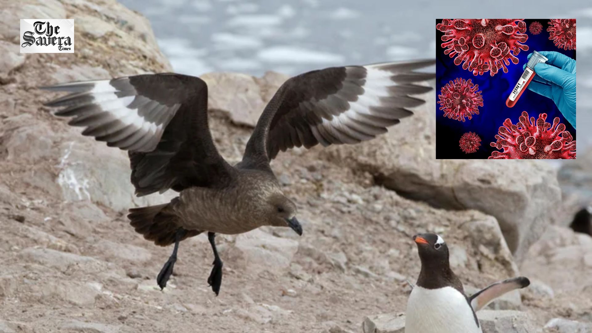 South Australia Probes Mass Tern Deaths as Suspected H5 Bird Flu Outbreak Raises Alarm