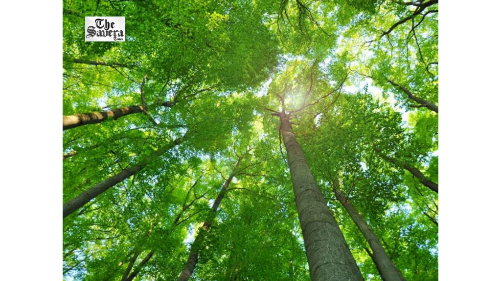 Punjab Plans Rs 760 Crore JICA Project to Expand Tree Cover, Protect Biodiversity
