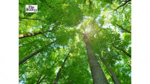 Punjab Plans Rs 760 Crore JICA Project to Expand Tree Cover, Protect Biodiversity