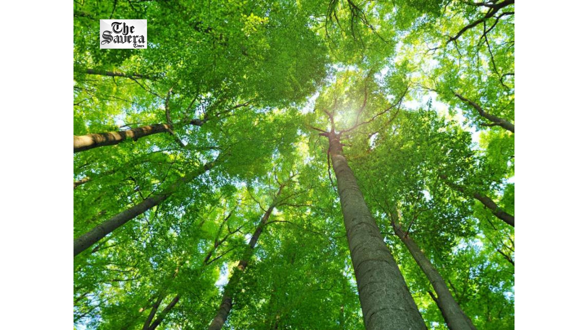 Punjab Plans Rs 760 Crore JICA Project to Expand Tree Cover, Protect Biodiversity