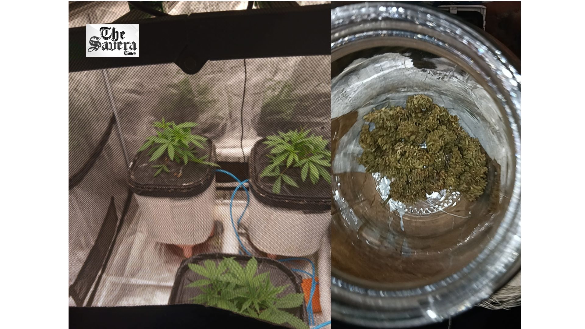 Hydroponic Cannabis Lab Busted at Mumbai Home, One Arrested