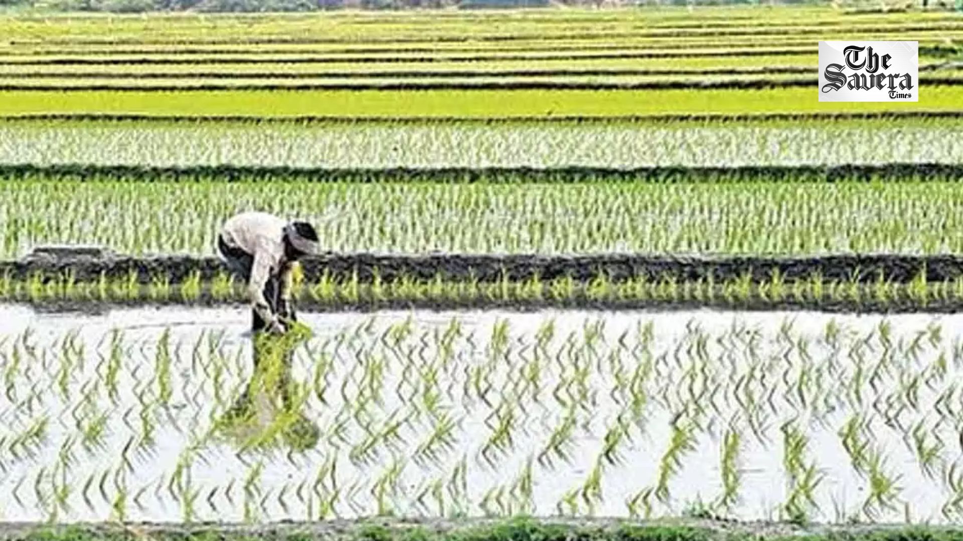 PM-AASHA Boosts Farmer Incomes