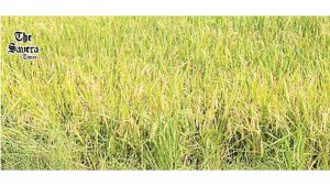 Why Drought Despite Heavy Rainfall
