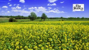 Why Herbicide-tolerant Mustard Doesn’t Fit India