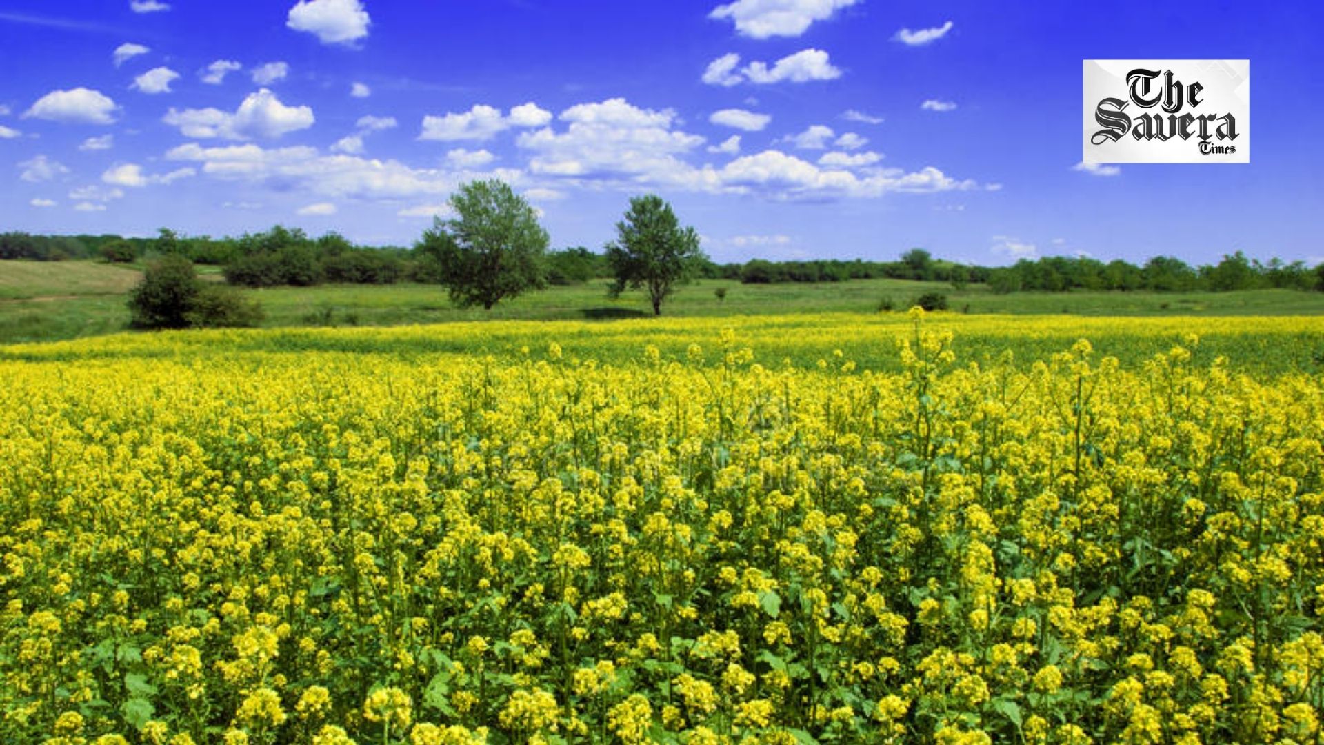 Why Herbicide-tolerant Mustard Doesn’t Fit India