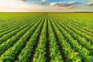 How Far Agricultural Estimates Are Correct