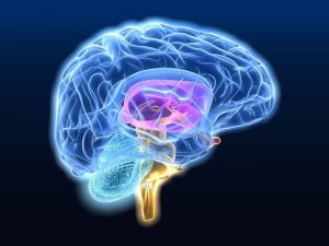 How Your Brain Learns