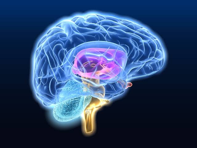 How Your Brain Learns
