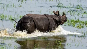South Asian Nations Unite to Curb Wildlife Crime
