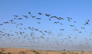 Birds’ Migration on the Wane!