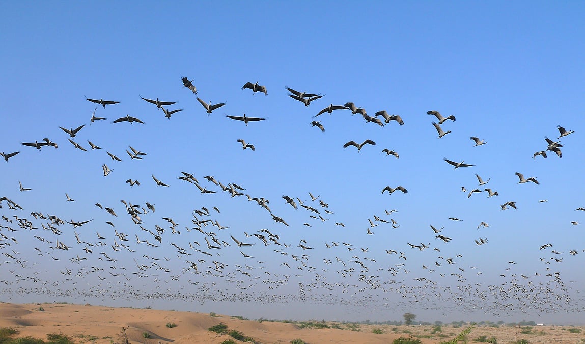 Birds’ Migration on the Wane!
