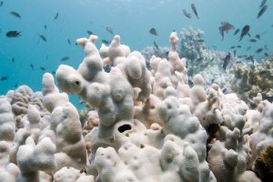 Impact of Bleaching Events in Reefs