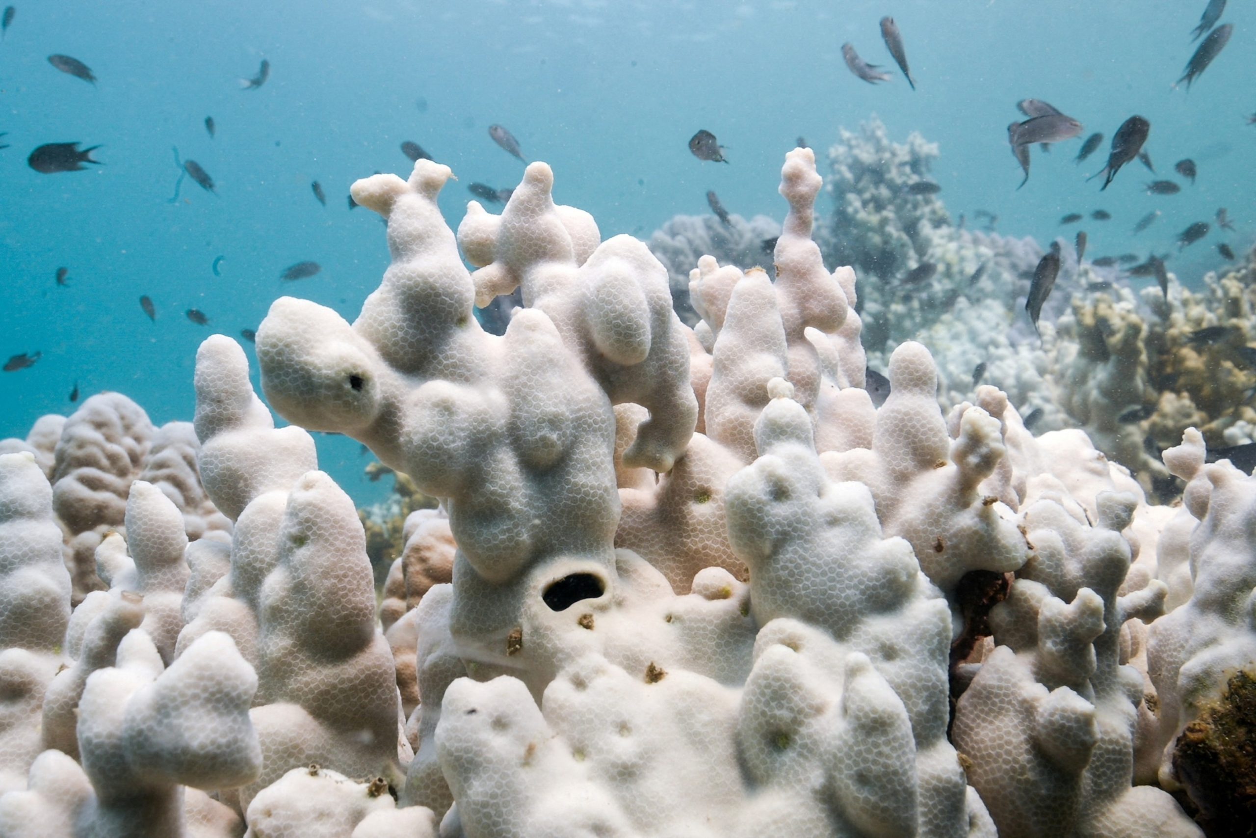 Impact of Bleaching Events in Reefs