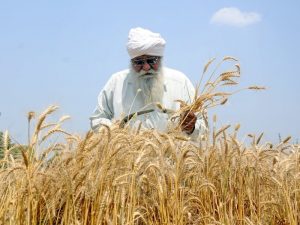 Wheat Harvest Opens $1.5 bn Export Window Amid Policy Shifts