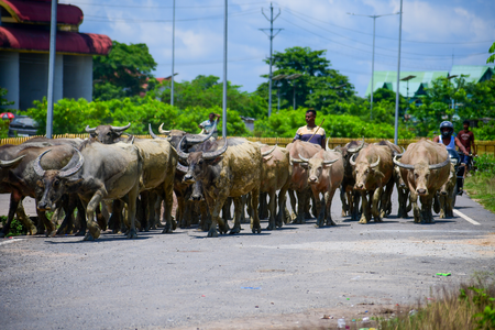 Livestock Insurance Portal