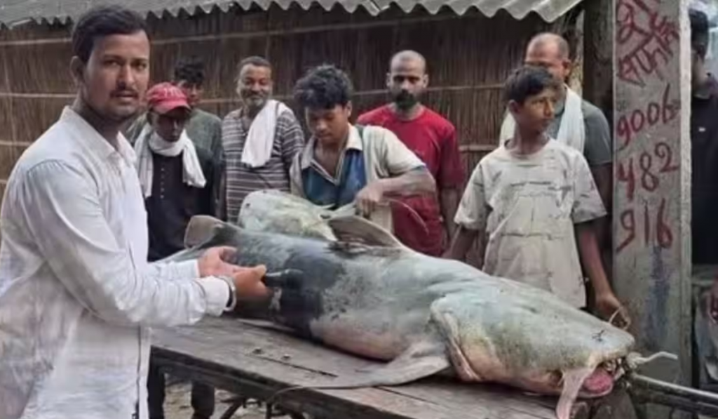 Nepal Floods Bring Mystery Fish to Bihar, Govt Issues Food Warning
