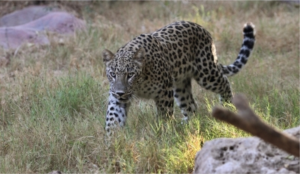 Leopard Attack in J&K’s Budgam Leaves 16 Sheep Dead, 17 Injured