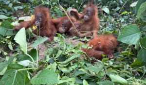 Five Orangutans Rescued from Odisha Forest, Smuggling Angle Under Probe