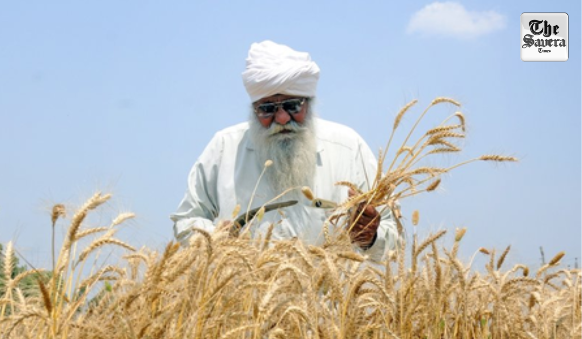 India’s record wheat harvest opens $1.5 bn export window amid policy shifts