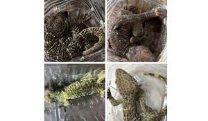 DRI cracks down on illegal wildlife trade in 6 operations, 13 held