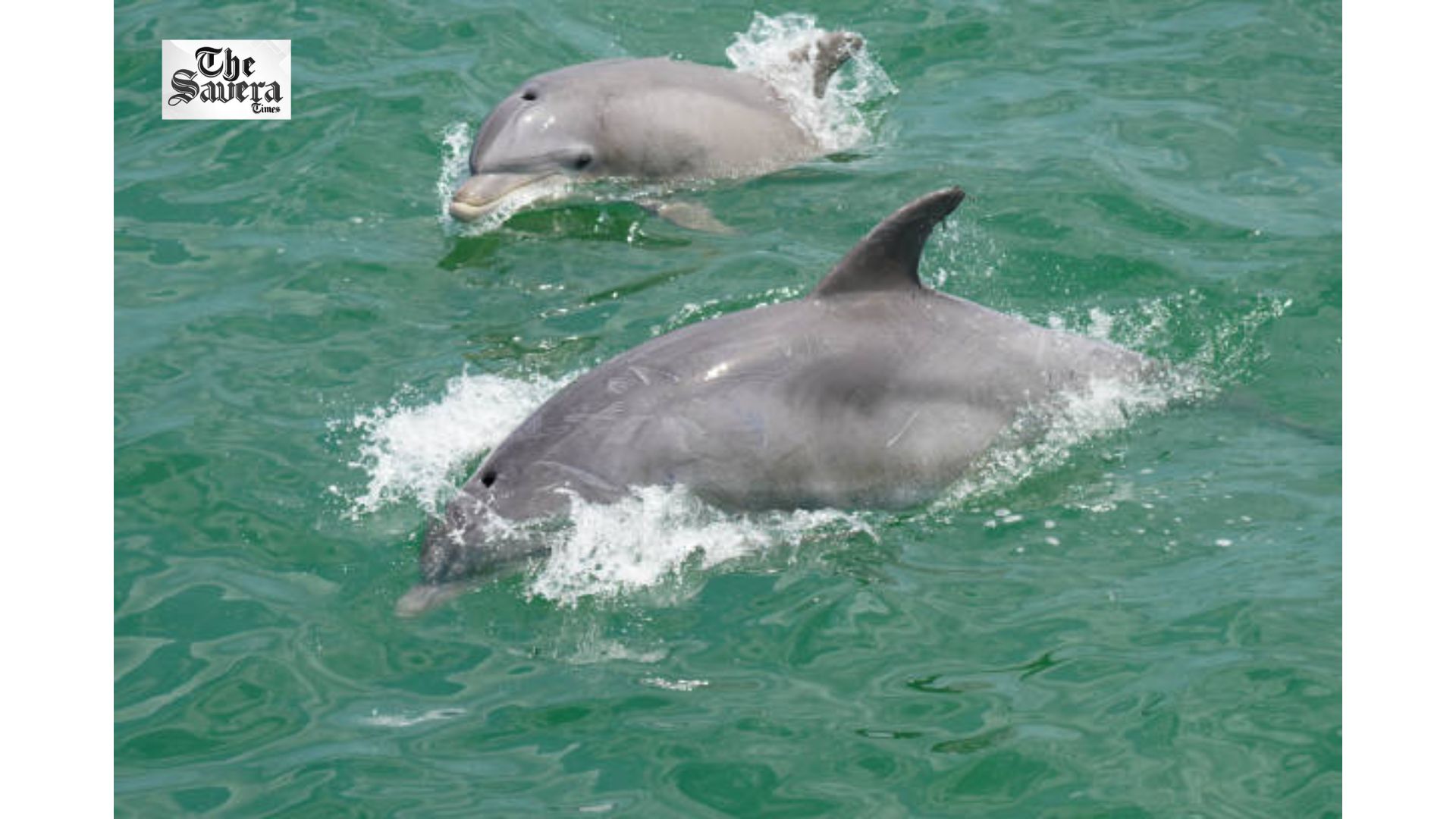 Dolphins Most Frequently Sighted Marine Mammals in Gulf of Kachchh