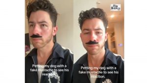 Nick Jonas Pranks His Dog With Fake Moustache, Leaves Him Confused