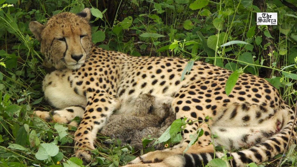 Indian-Born Cheetah KGP12 Gives Birth to Four Cubs in Kuno National Park
