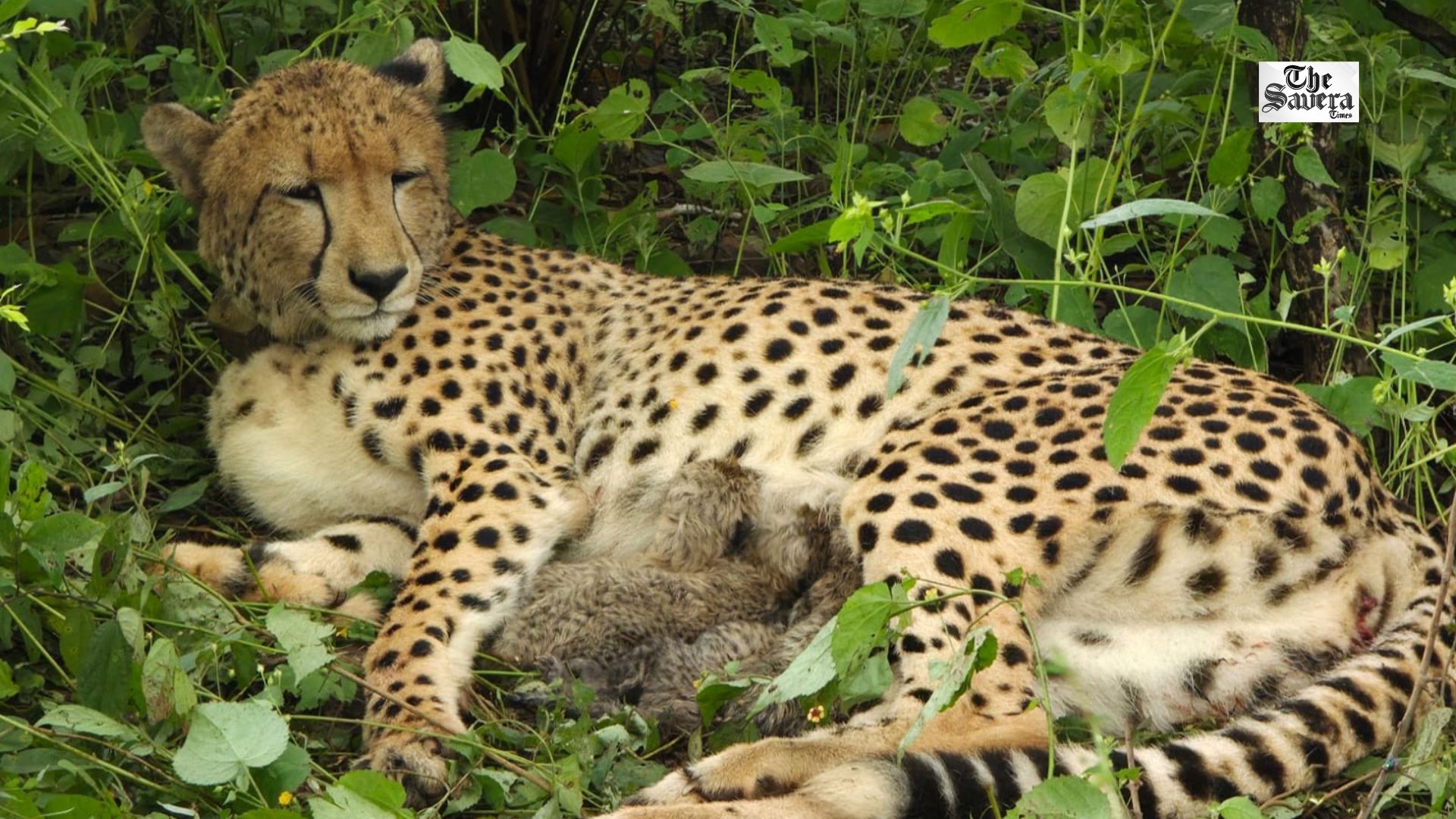 Indian-Born Cheetah KGP12 Gives Birth to Four Cubs in Kuno National Park